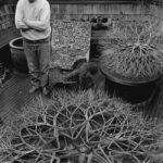 San Francisco to Host New Gallery Honoring Ruth Asawa's Sculptures