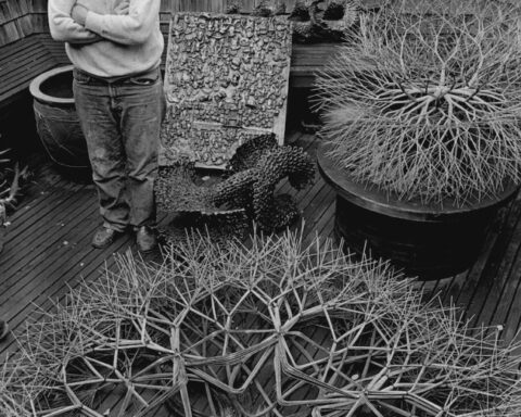 San Francisco to Host New Gallery Honoring Ruth Asawa's Sculptures