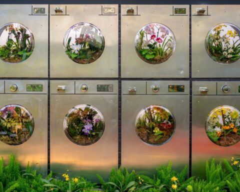 Inside the NY Botanical Garden's Vibrant Orchid Show