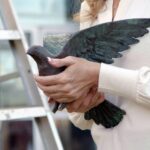 A Stolen Dove Finds New Life on the Road