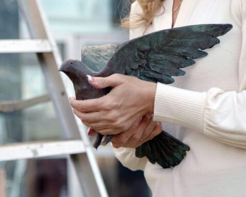 A Stolen Dove Finds New Life on the Road