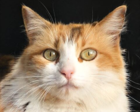 This Cat Isn’t Real