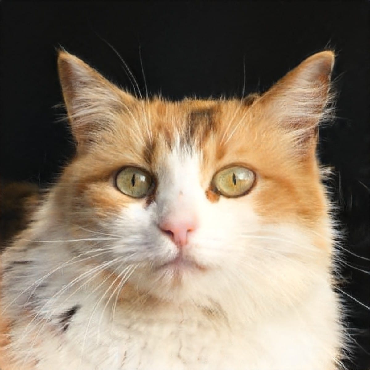 This Cat Isn’t Real